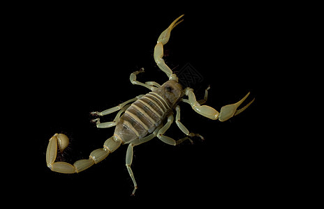 魔蝎情调眼睛野生动物动物学背景危险漏洞黑色物种濒危图片