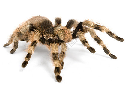 巴西黑人和白白Tarantula异国脊椎动物动物学侵略野生动物宠物情调危险生物学捕食者图片