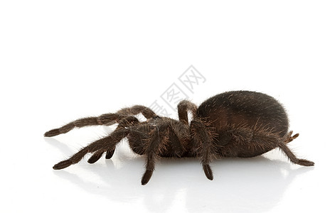 巴西黑人Tarantula侵略异国冷血动物学物种危险蜘蛛狼蛛情调毒液图片