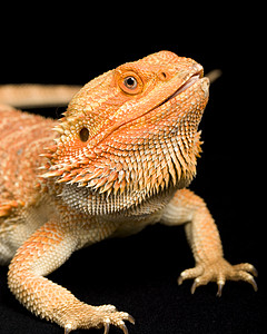 胡子龙波哥纳振动物崎岖背景生物学动物园俘虏宠物蜥蜴眼睛橙子危险图片
