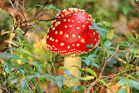 蘑菇生物学菌类叶子药品毒菌红色森林危险苔藓图片