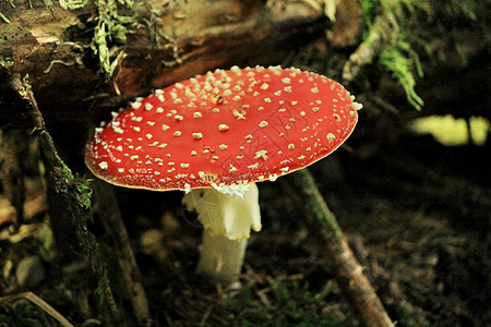 蘑菇生物学毒菌森林苔藓红色叶子药品菌类危险图片