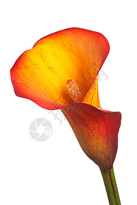 橙色花朵的单花图片
