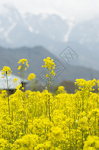 特写克什米尔的芥子园花园芥菜场地图片