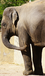 大象丛林身体哺乳动物孩子动物园皮肤棕色女士动物绿色图片