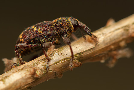 环比亚氏体动物群害虫鞘翅目宏观荒野甲虫漏洞动物学昆虫昆虫学图片