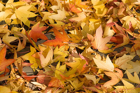 秋天黄色和橙色秋叶图片