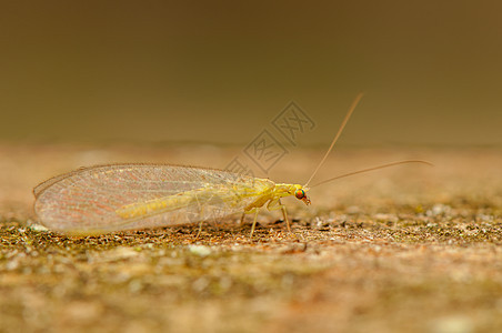 温石棉e黄色漏洞动物昆虫学眼睛宏观翅膀天线昆虫动物群图片