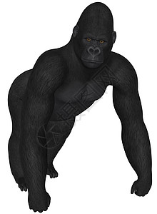 大猩猩哺乳动物野生动物白色动物国王灵长类插图男性黑色荒野图片