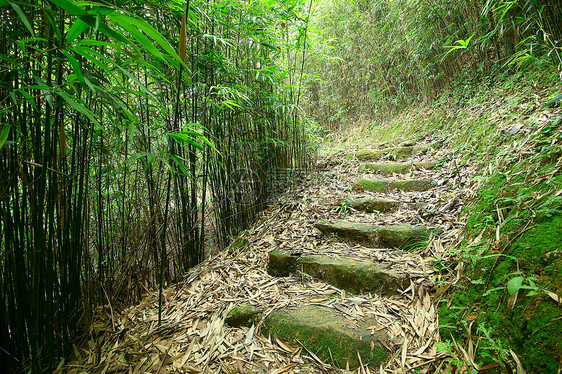 翠竹林一条小路穿过茂密的竹林异国雨林叶子枝条溪流阴影阳光射线荒野晴天图片