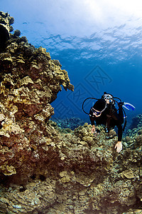 在夏威夷礁上游泳的女性Scuba Diver图片