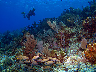 沿珊瑚礁游泳的斯库巴潜水器图片