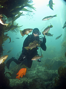 Catalina的鱼环绕着水下摄影师图片