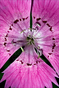 以背景为底的焦利叶纤维丝花园地衣荒野点状叶子孕期花瓣花粉菝葜洋甘菊图片