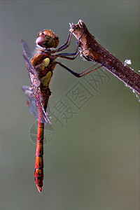 红色黄积分弯曲木头衬套发臭枝条蜻蜓橙子爪子花园图片
