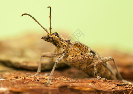 审问器触角蚁科鞘翅目甲虫昆虫学动物害虫野生动物动物群昆虫图片