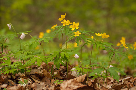 阿内蒙 诺伦库洛迪斯野生动物花瓣黄色花园作品集绿色植物宏观林地白色图片