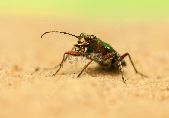 Cicindela 野营动物宏观鞘翅目荒野昆虫动物学野生动物昆虫学动物群收藏图片