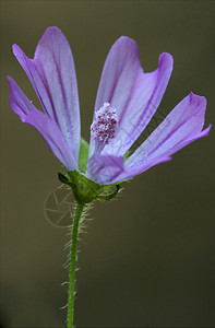 被遗弃者雌蕊宏观阴影叶子孕期蓝色花瓣点状乔木解剖学图片