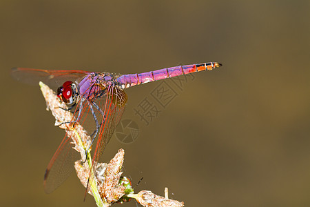 紫色滴水漏洞翅膀晴天宏观眼睛植被生物野生动物蜻蜓昆虫图片