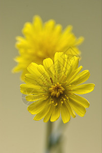 crepis 粗食玉米饼花瓣夫妻油菜薄饼叶子雌蕊花园阴影宏观荒野图片