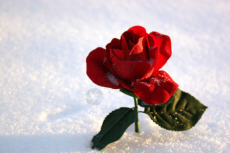 冬日下雪时丰满的红玫瑰图片