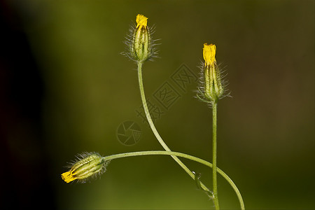 黄黄低血压花粉花园阴影水牛雌蕊花瓣薄饼宏观油菜荒野图片