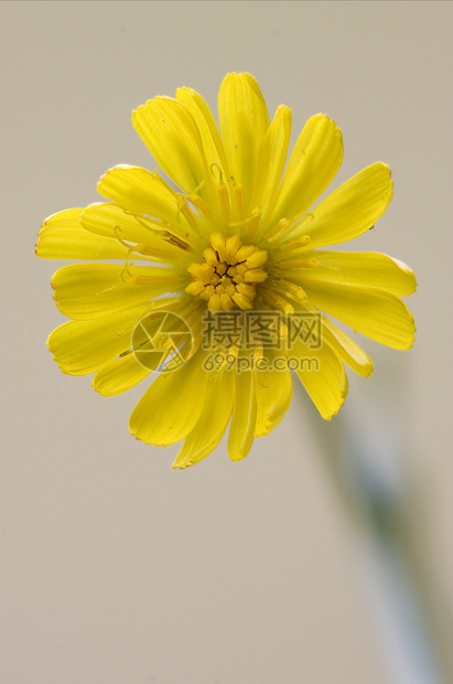 半径薄饼花瓣花粉花园油菜宏观荒野雌蕊阴影叶子图片