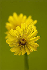 粗俗花粉雌蕊花瓣薄饼阴影宏观花园叶子荒野油菜图片