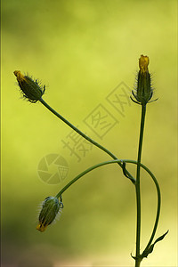 黄色低血压玻璃膜花粉水牛花园薄饼宏观花瓣荒野阴影油菜雌蕊图片