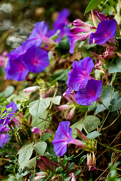 紫色晨光鲜花公园季节性农村叶子荣耀植物群植物绿色花瓣美丽图片