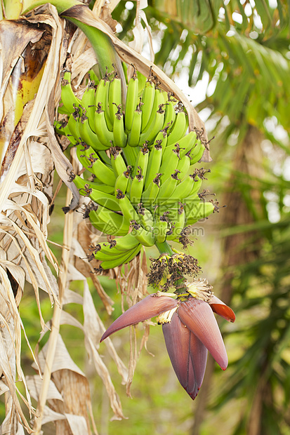 香蕉大区丛林企业树叶水果绿色雨林农业种植园植物热带图片