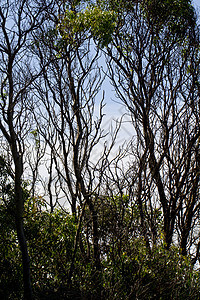 摘要树树分支蓝色森林绿色黑色天空木头植物图片