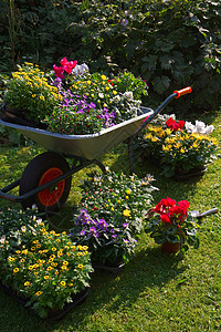 轮轴和装有新工厂的托盘打扫后院夏园独轮车活动菊花院子生长园艺种植背景图片