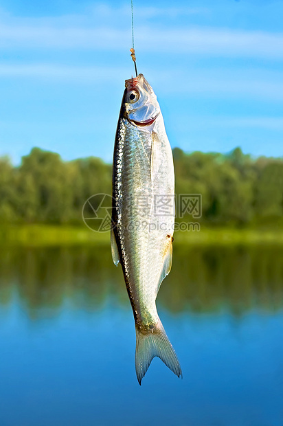 鱼钩钓鱼动物渔夫蓝色喜悦食物快乐金属垂钓者森林图片