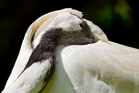 红冠鹤躲在白羽毛洞穴中图片