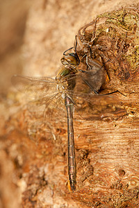 立方体栖息脆弱性荒野成人蜕皮昆虫眼睛翅膀身体转型图片