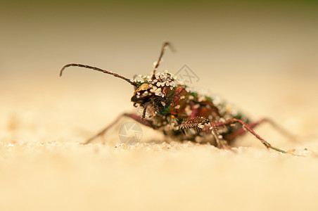 Cicindela 野营漏洞鞘翅目野生动物昆虫动物动物群宏观油菜昆虫学收藏图片