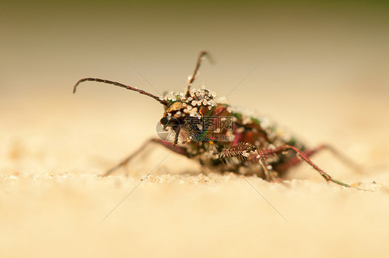 Cicindela 野营漏洞鞘翅目野生动物昆虫动物动物群宏观油菜昆虫学收藏图片