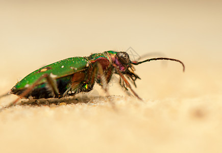 Cicindela 野营动物学动物昆虫荒野漏洞野生动物收藏油菜动物群宏观图片