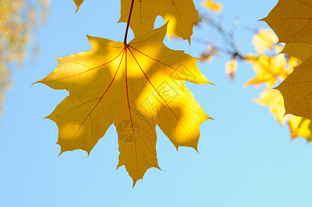 树叶叶子季节性黄色公园季节天空活力蓝色橙子植物充满活力的高清图片素材