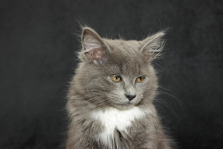 灰白小白猫特写在黑色背景上哺乳动物灰色头发眼睛白色爪子毛皮动物猫咪晶须好奇心高清图片素材