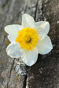 花瓣边框达法迪尔自然植物黄水仙花图案白色灰色花头硬木色彩背景