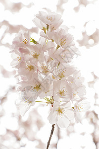 花瓣边框日本樱花樱花宏观投标脆弱性果园晴天花园热带植物学枝条季节背景