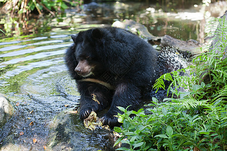 亚洲黑熊情调男性毛皮野生动物危险哺乳动物耳朵爪子动物濒危图片