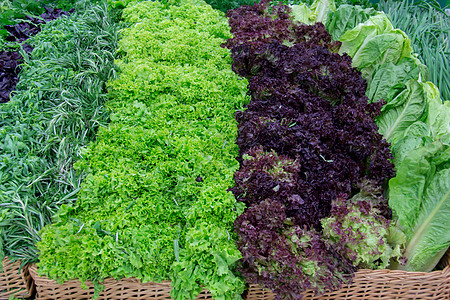 柜台市场上的新鲜绿菜和生菜杂货绿色商业农场龙蒿东西农民薄荷迷迭香白菜图片