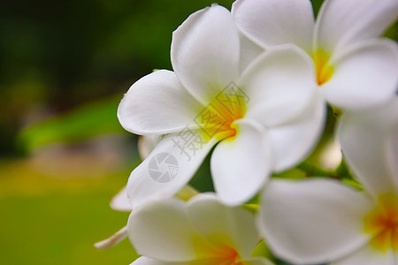 有天空和云幕背景的白花图片