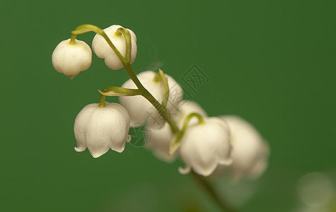 山谷的百丽浪漫季节野花花瓣荒野香味叶子植物学森林植物图片