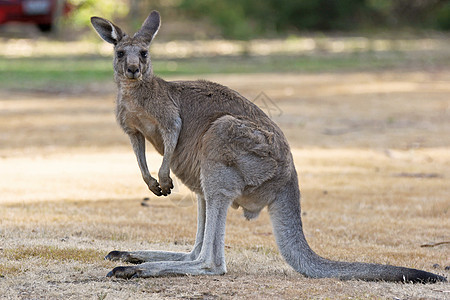 澳大利亚格兰比亚大灰形袋鼠动物旅行荒野大灰动物群野生动物假期哺乳动物图片