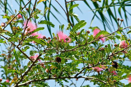 波斯丝绸树植物群合欢树雄蕊热带耐力香味植物含羞草花瓣粉色图片